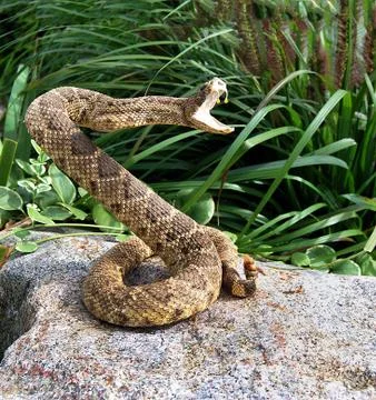 Rattle snake ready to strike Stock Photos