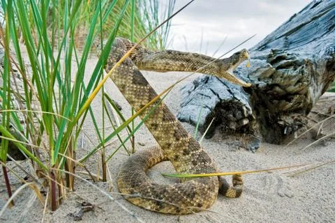 Rattle snake in sand Stock Photos
