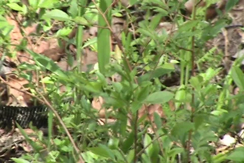 Rattle Snake Slither Stock Footage 732855