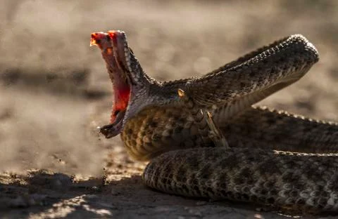 Rattle Snake Strike Stock Photos