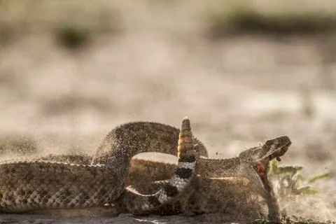 Rattle Snake Strike Stock Photos