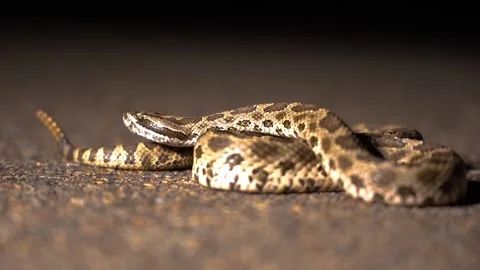 Rattle snake with tail rattling Stock Footage