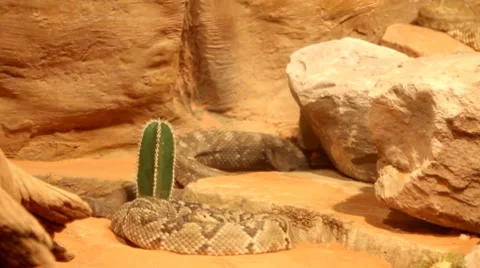 Rattle snakes1 1 Video stock 7755846