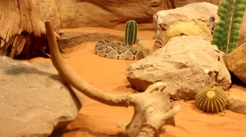 Rattle snakes2 1 Stock Footage 7755862