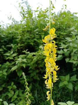 RATTLE WEED Stock Photos
