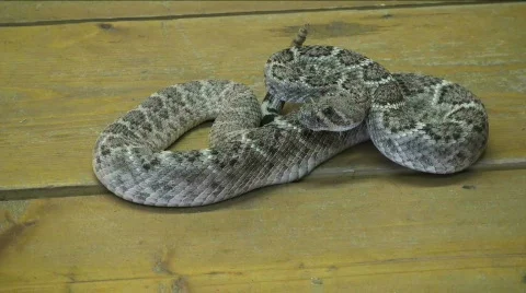 Rattler in the house Stock Footage 482007