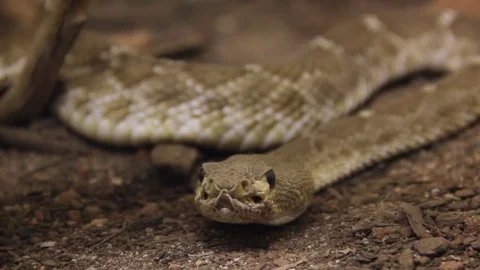 Rattler watching Stock Footage 82507716