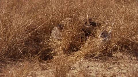 Rattlesnake 1 Stock Footage 4715386