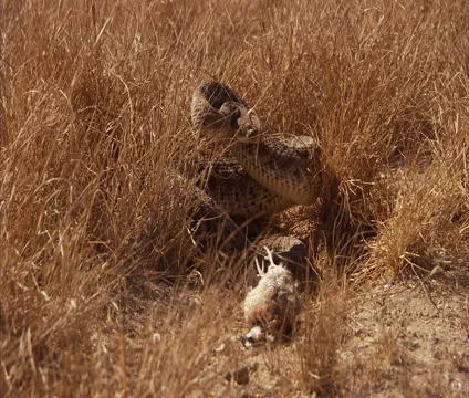 Rattlesnake 2 Stock Footage 4788463