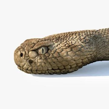 Rattlesnake 3D Model