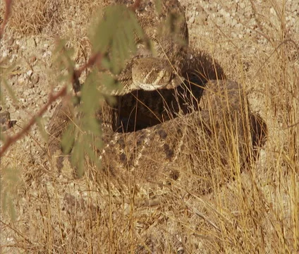Rattlesnake 4 Stock Footage 4788302