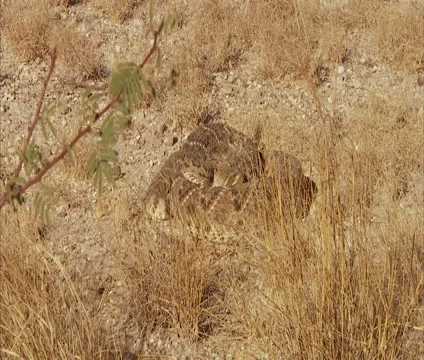 Rattlesnake 5 Stock Footage 4716572