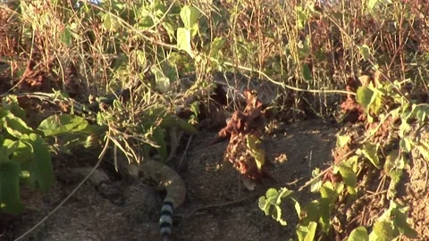 Rattlesnake in Baja California desert 4 Stock Footage