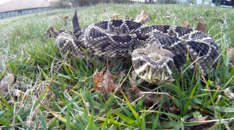 Rattlesnake Bite Видео 10738544