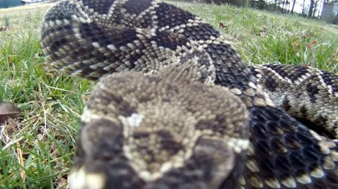 Rattlesnake Bite Stock Footage 10739076