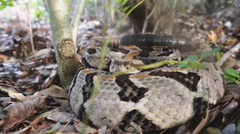 Rattlesnake Bite Stock Footage 64927382