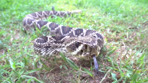 Rattlesnake Bite Slow-motion Stock Footage 41431806