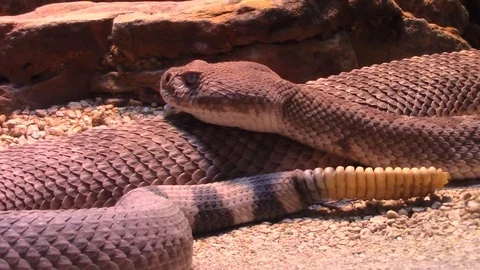 Rattlesnake up close Video stock 78827737