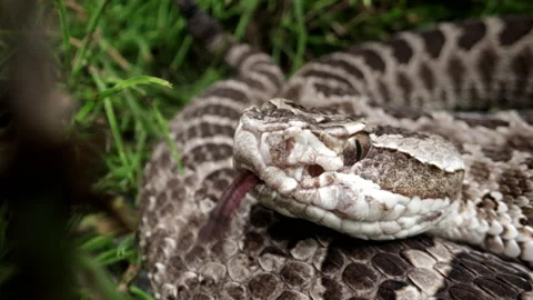 Rattlesnake close up side profile in the grass Stock Footage 155648120