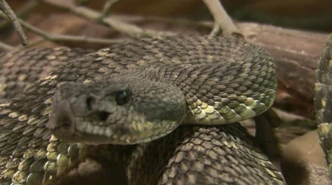 RattleSnake Close-Up (so-so) Stock Footage 47621982
