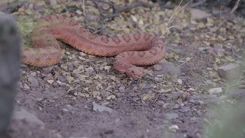 Rattlesnake Coiling 스톡 동영상 79519456