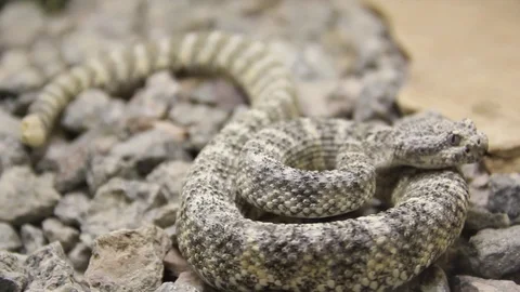Rattlesnake coiling slowly Stock Footage 82507979
