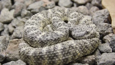 Rattlesnake coiling, watching Stock Footage 82508242