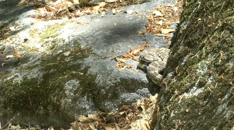 A Rattlesnake Coils on a Rock Video stock 65320159
