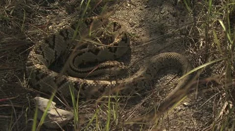 Rattlesnake In The Desert 스톡 동영상 19075027