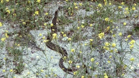 Rattlesnake Stock Footage 10915164