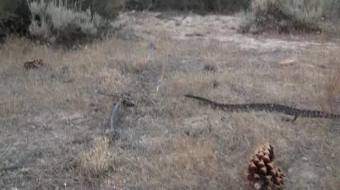 Rattlesnake Video stock 11711591
