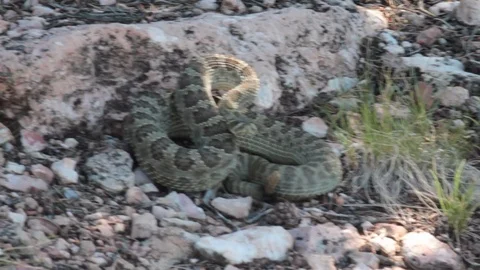 Rattlesnake Stock Footage 94097481