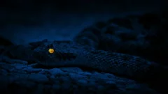 rattlesnake-glowing-eyes-night-footage-173908945_iconm.jpeg