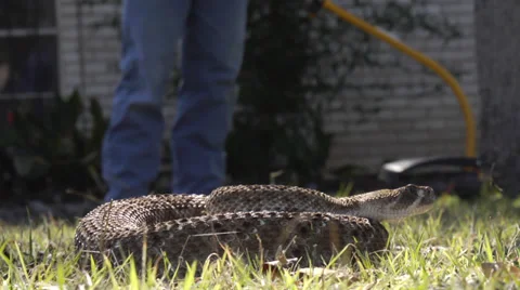 Rattlesnake In The Grass Stock Footage 34477842