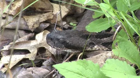 Rattlesnake head Stock Footage 8946193
