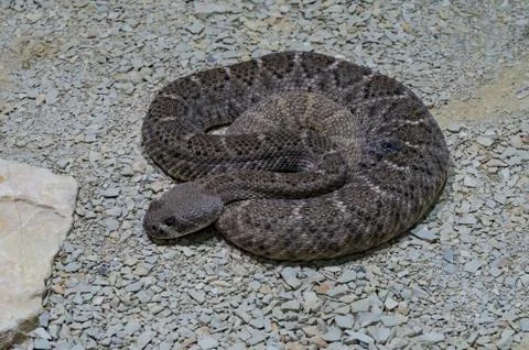 Rattlesnake looking at the camera Stock Photos