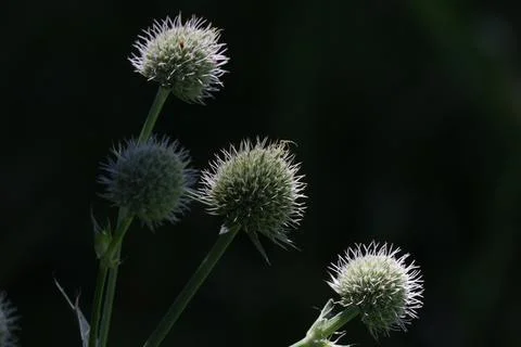 Rattlesnake Master Stock Photos
