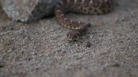 Rattlesnake on the move Stock-Footage 12028054