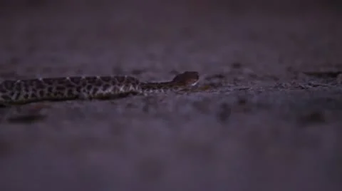 Rattlesnake at night Stock-Footage 12028086