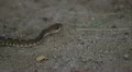 rattlesnake passes through HD Footage