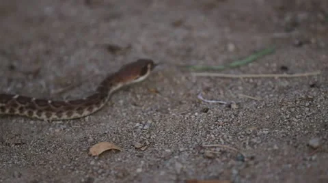 Rattlesnake passes through Video stock 12028155