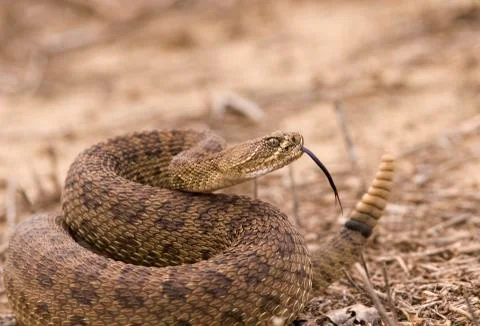 Rattlesnake Stock Photos