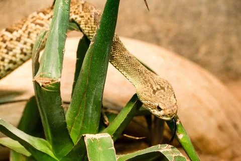 Rattlesnake Stock Photos