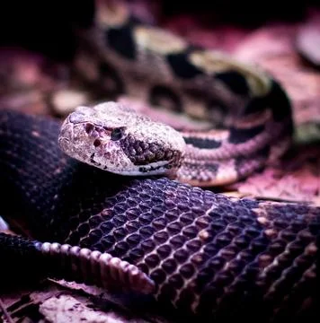 Rattlesnake Stock Photos