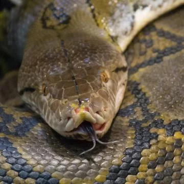 Rattlesnake Stock Photos
