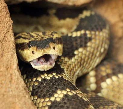 Rattlesnake Stock Photos