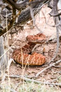 Rattlesnake Stock Photos