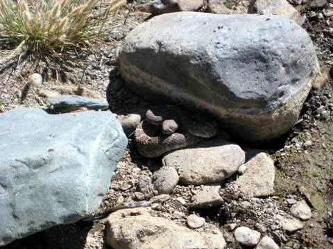 Rattlesnake Stock Photos