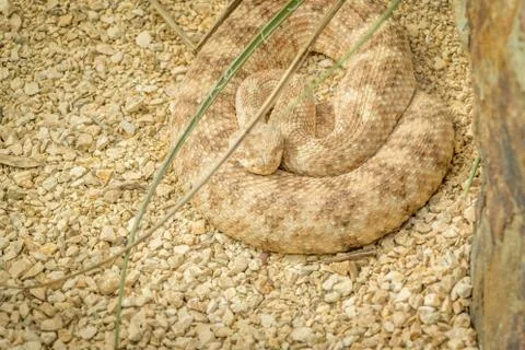Rattlesnake Foto stock