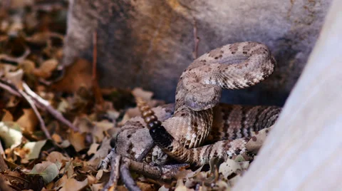 Rattlesnake pit viper rattle coiled 2 Stock Footage 34100846